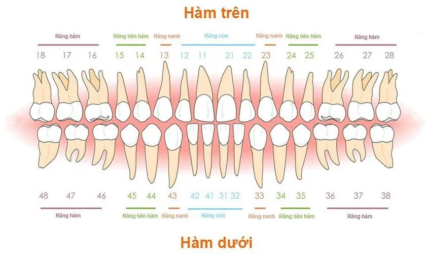các loại hàm răng